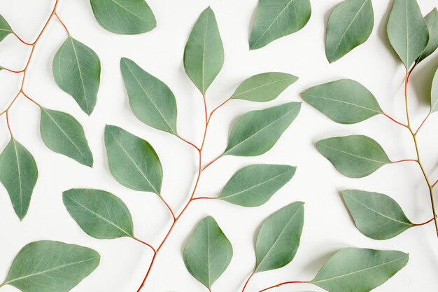 Background texture made of green eucalyptus leaves branch flat lay top view