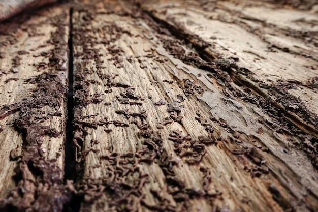 background and texture of nest termite at wooden wall