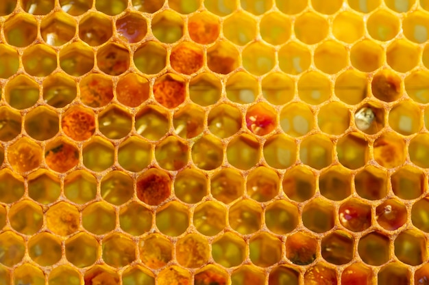 黄金の蜂蜜で満たされた蜂の巣からワックスハニカムのセクションの背景テクスチャ。養蜂のコンセプト