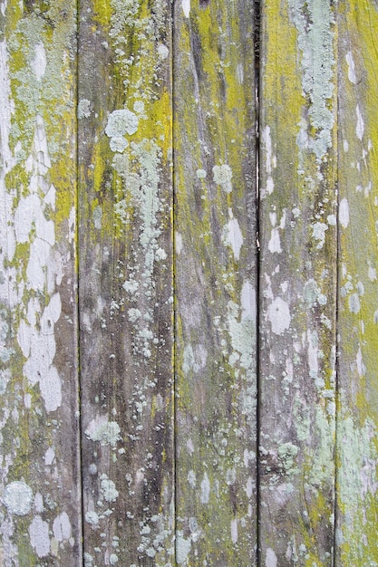 Background texture of old wood with green moss