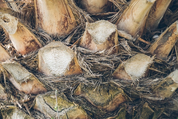 Background texture of palm tree