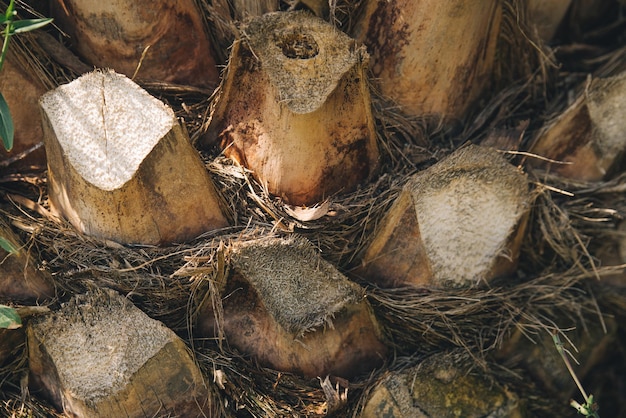 Background texture of palm tree