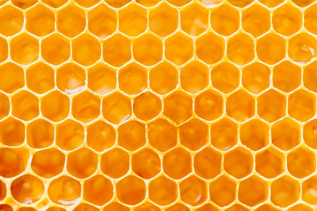 Background texture and pattern of a section of wax honeycomb from a bee hive filled with golden