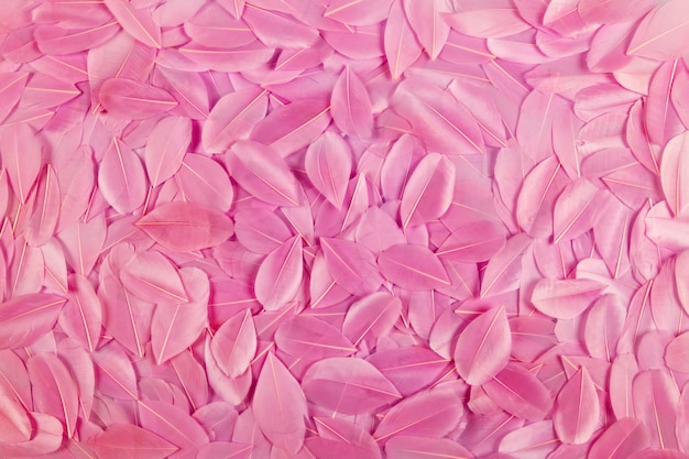 Background texture of pink feathers