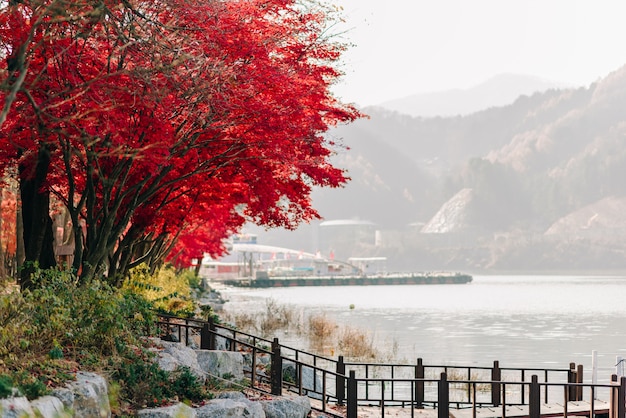 Foto la struttura del fondo del rosso lascia la priorità bassa del foglio di autunno