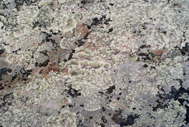 Background, texture - rough surface of a rock covered with several kinds of lichens