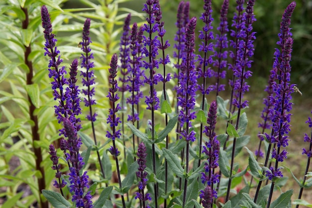 Background or Texture of Salvia nemorosa 'Caradonna' Balkan Clary in a Country Cottage Garden in a romantic rustic style Latvia