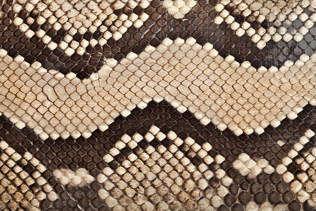 Background, texture of a skin of a snake close up