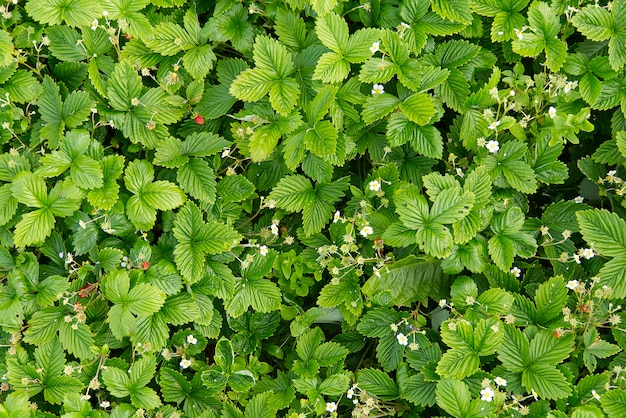 春の開花の野生のイチゴ植物、Fragaria vescaの背景またはテクスチャ