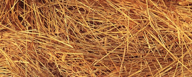 background texture straw yellow nature ornament