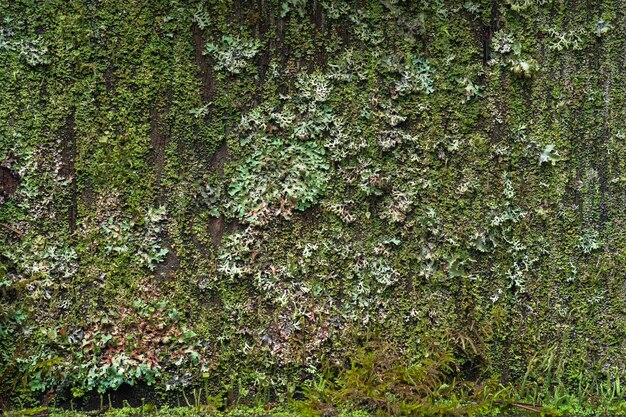 background texture surface completely covered with lichens and moss