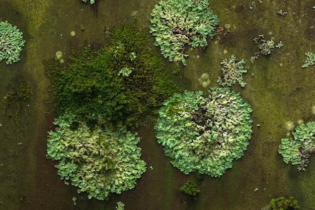 background texture surface covered with lichens and moss