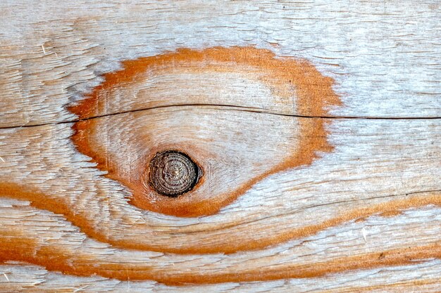 Background texture. The surface of the edged board with a knot on the cut. The texture of the tree.