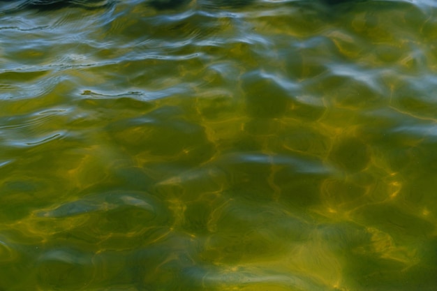 저수지 투명 녹색 물의 배경 질감 표면
