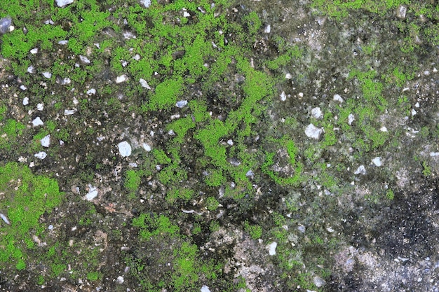 写真 背景のテクスチャコケや藻で覆われた古いコンクリートスラブの表面
