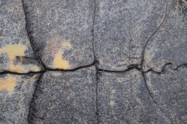 Background texture of tortoise shell Turtle shell