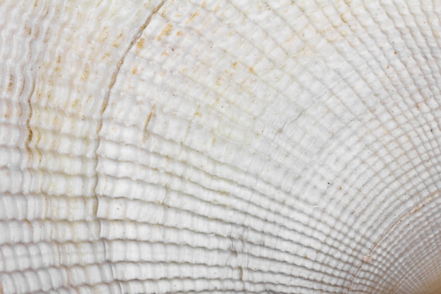 Struttura del fondo della conchiglia bianca, foto a macroistruzione