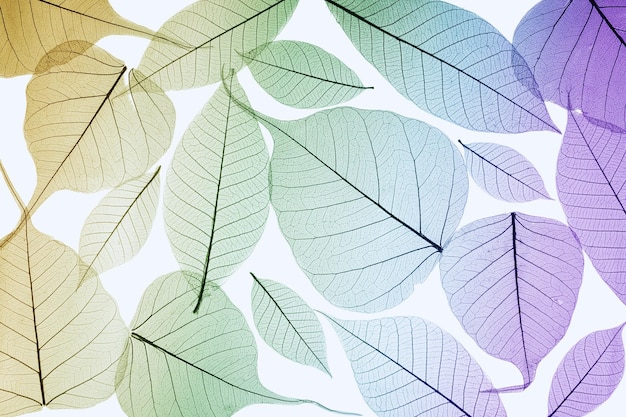 Фото Фоновая текстура с крупным планом структуры волокон сухих листьев. ветви листьев скелетов.