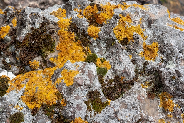 石に地衣類が付いた黄色、緑、灰色の苔の背景のテクスチャ。水平方向の画像。