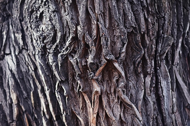 Foto texture di sfondo di assi di legno tronchi corteccia