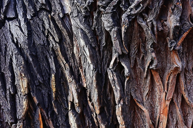 background texture of wooden planks logs bark