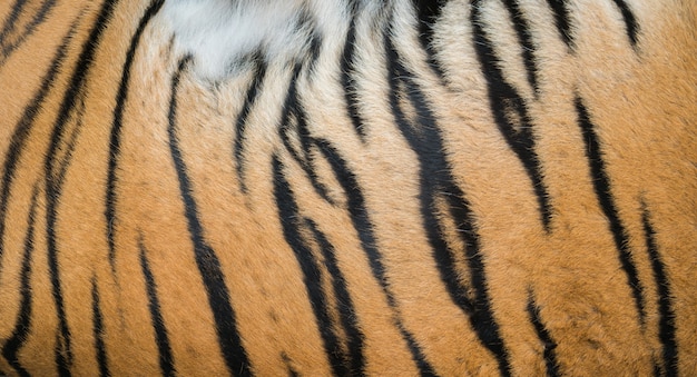 background textured of bengal tiger fur 