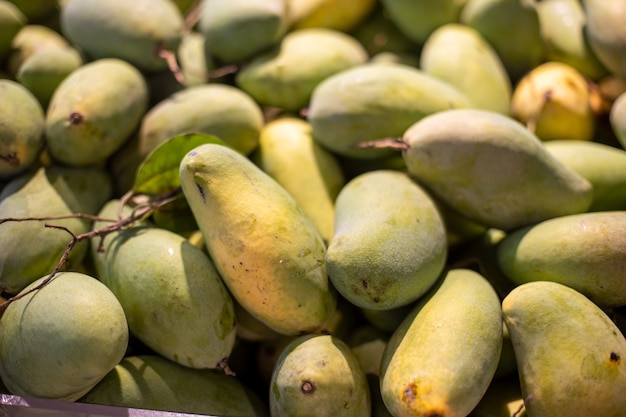 background​ and​ textured​ many green mangoes are harvested.Plump shape with curved solid cone. thai fruits are delicious and abundant everywhere.