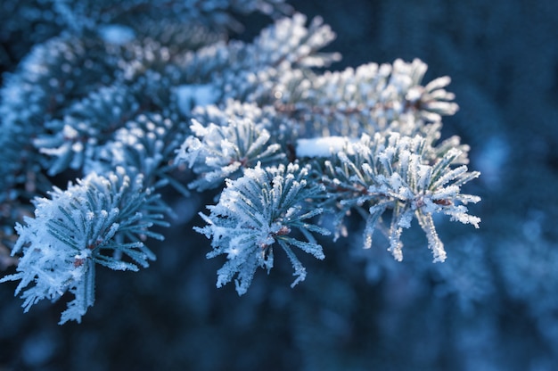 写真 小ぎれいなな木の美しい雪に覆われた枝の背景