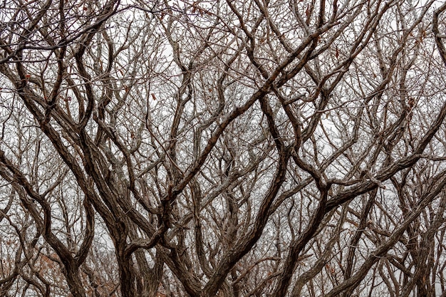 Photo background tightly twisted curves of the branches of trees in the winter forest on the background of a clear sky. for use as a texture.