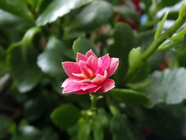 Background of a tiny pink flower