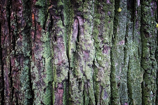 背景の木の樹皮の苔