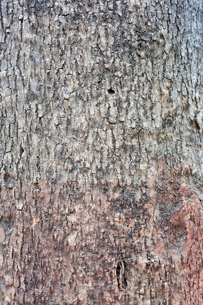 Background of a tree bark