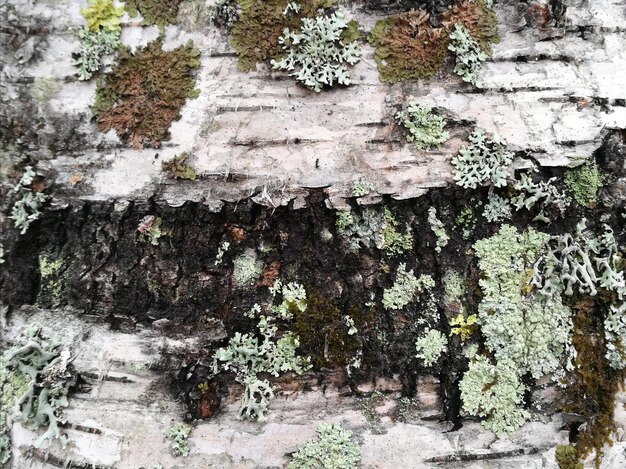 Photo background tree birch with beautiful openwork moss