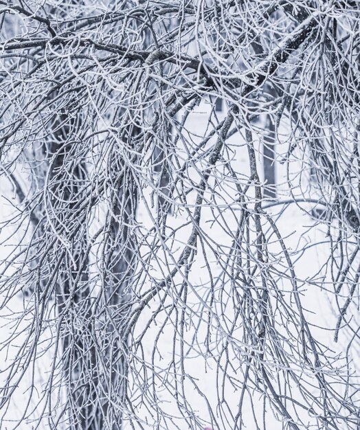 Background of tree branches covered with frost Landscape of nature with white snow Winter holiday concept