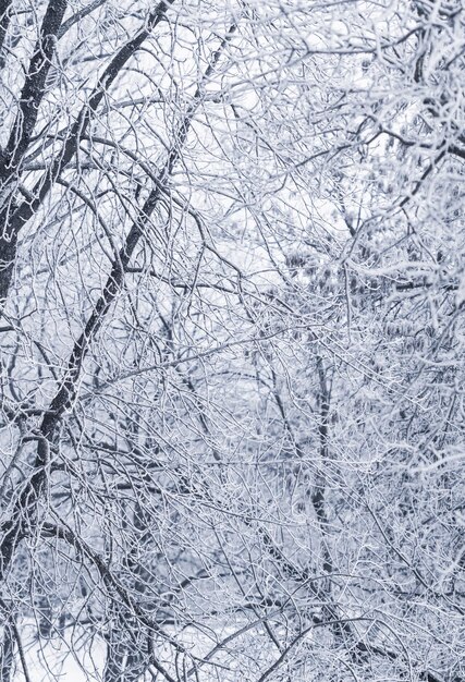 Background of tree branches covered with frost Landscape of nature with white snow Winter holiday