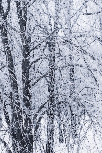 霜で覆われた木の枝の背景 白い雪のある自然の風景 冬休み