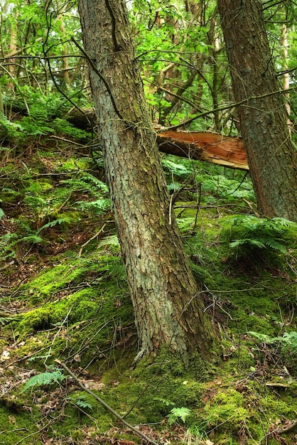 木の幹の松の森と森の自然と植物の背景緑の風景と地球の持続可能性生態学と葉のクローズ アップ西洋ツガの木の樹皮とテクスチャーのコケと環境