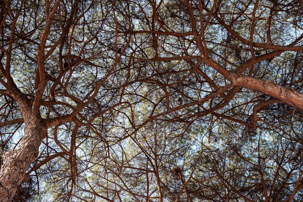 Background of trees and blue sky in Rome city