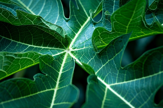 Background of tropical leaves soft focused image leaf