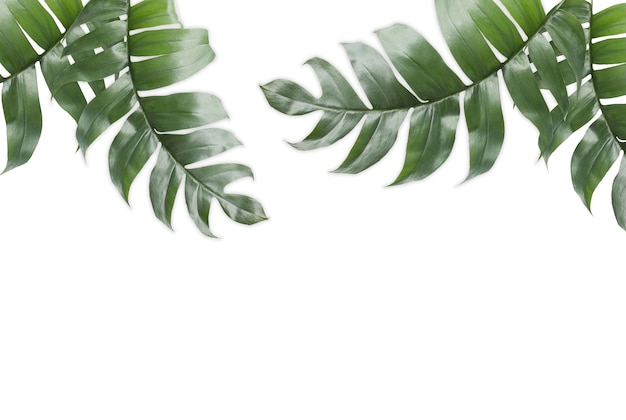 Background of Tropical Leaves with copy space