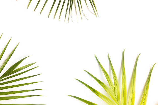 Background of Tropical Leaves with copy space