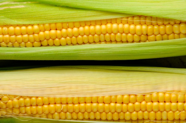 Background two ears corn closeup
