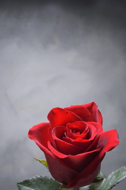 Background for Valentine's Day greeting card.Valentines day concept.Red, beautiful blooming rose. Close up.