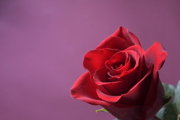 バレンタインデーのグリーティングカードの背景。バレンタインデーのコンセプト。赤く、美しい咲くバラ。閉じる。