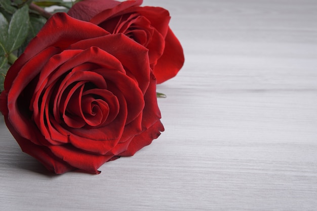 Фон для поздравительной открытки Дня святого Валентина. Концепция Дня святого Валентина. Красная, красивая цветущая роза. Закройте вверх.