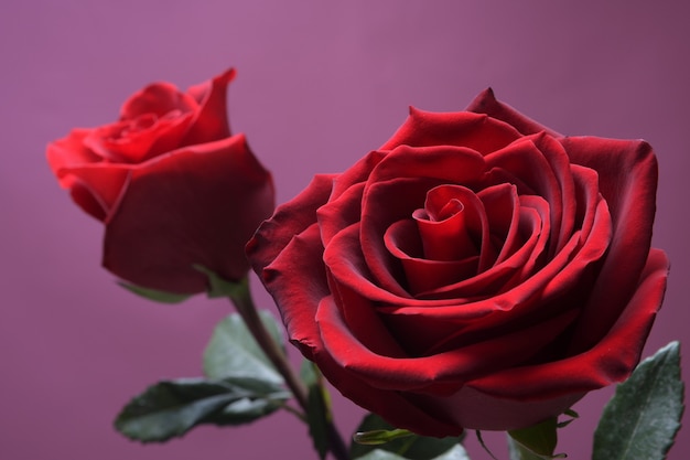 Background for Valentine's Day greeting card.Valentines day concept.Red, beautiful blooming rose