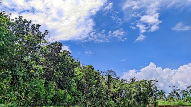 Background view of blue sky with forest trees in Indonesia