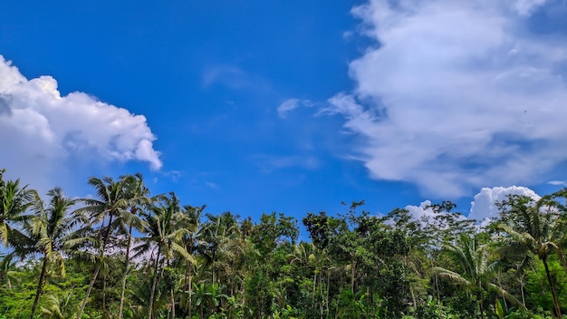 インドネシアの森林の木々と青い空の背景画像