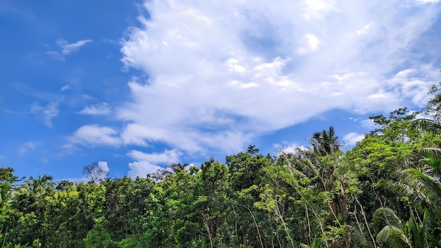 Background view of blue sky with forest trees in Indonesia