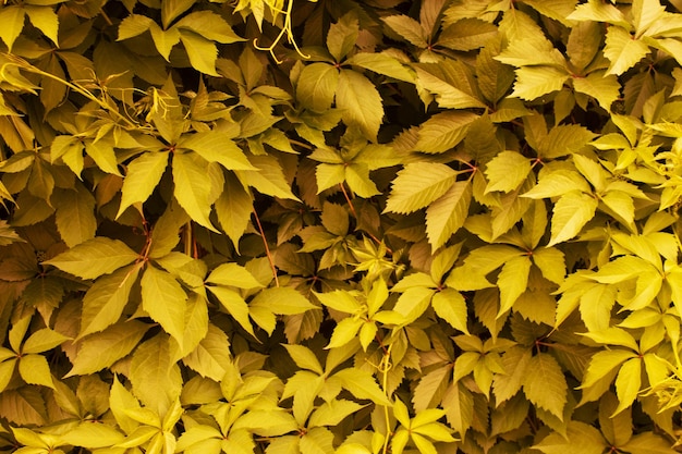 Photo background wall fence made of yellow gold autumn leaves